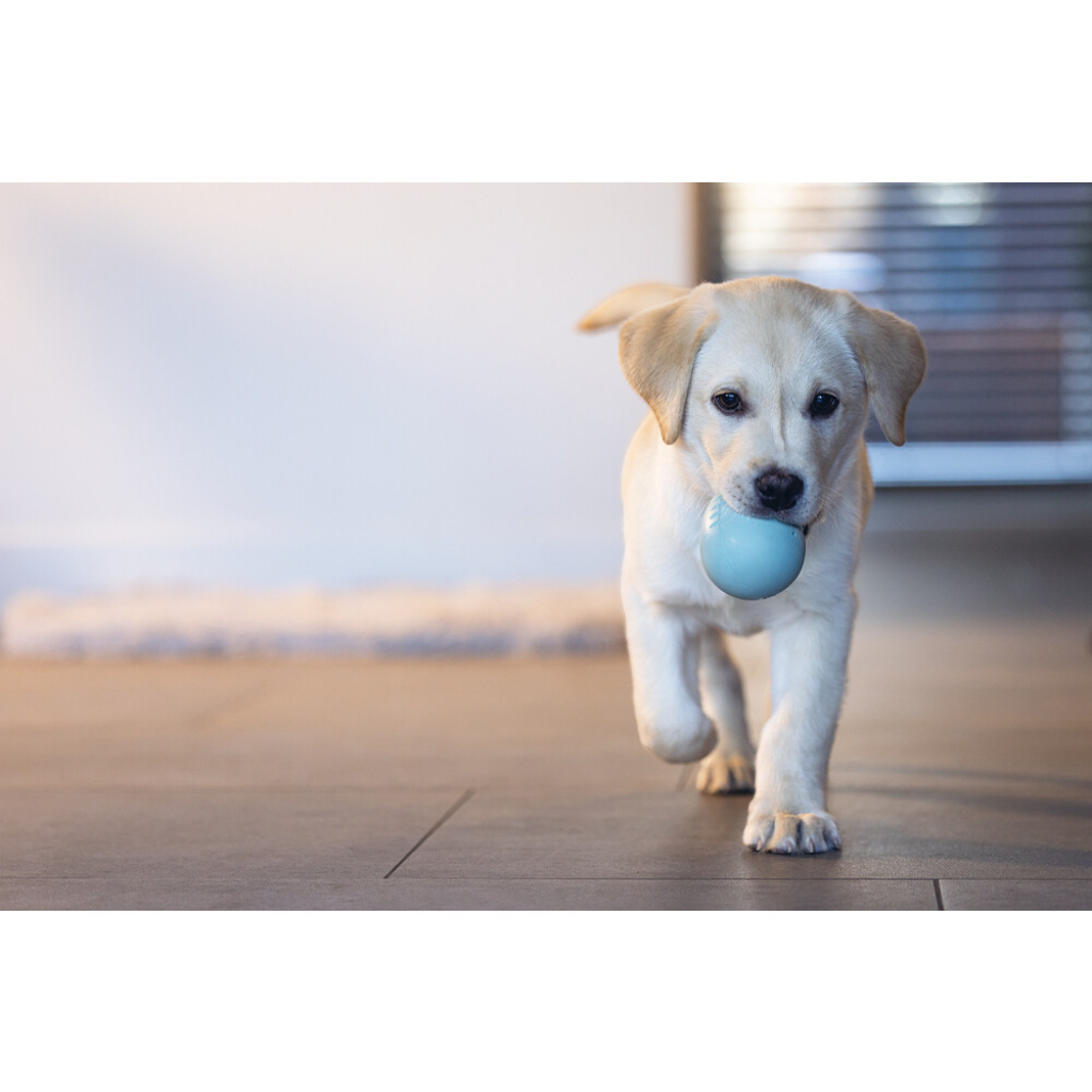 Beeztees Kauçuk Yumurta Ödül ve Oyun Yavru Köpek Oyuncağı 6x6x8cm (Turkuaz)
