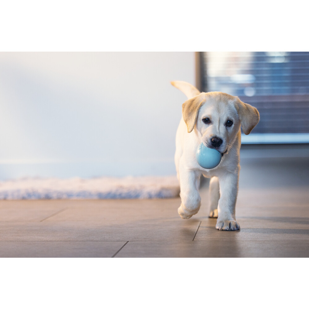 Beeztees Kauçuk Yumurta Ödül ve Oyun Yavru Köpek Oyuncağı 6x6x8cm (Turkuaz)