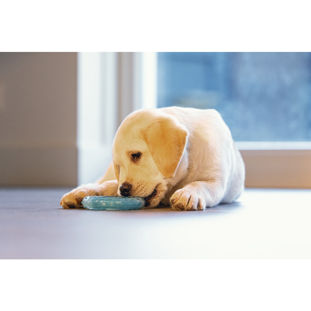 Beeztees Lou Tpr Diş Kaşıma Yavru Köpek Oyuncağı 10x10x2,3cm (Mavi)