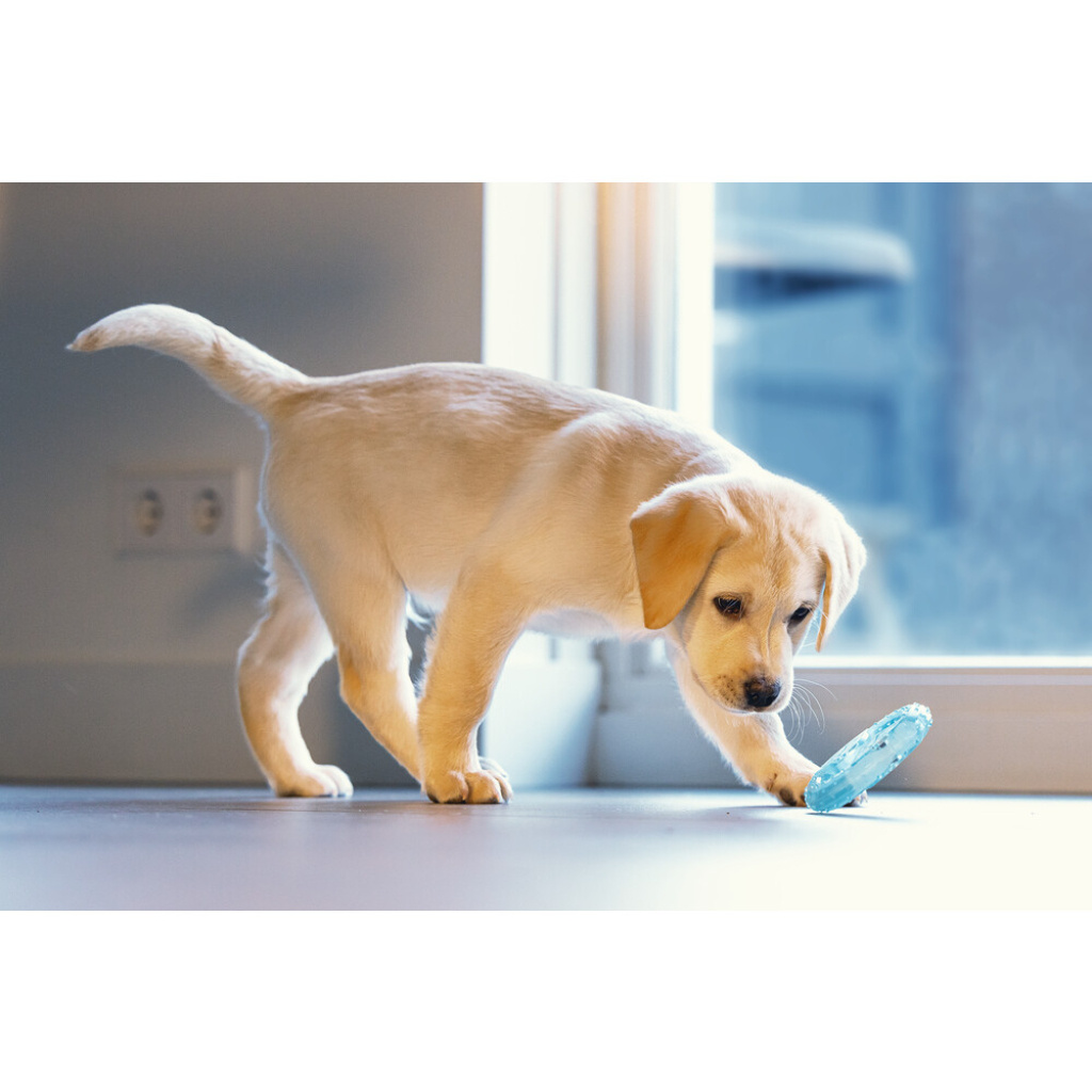 Beeztees Lou Tpr Diş Kaşıma Yavru Köpek Oyuncağı 10x10x2,3cm (Mavi)