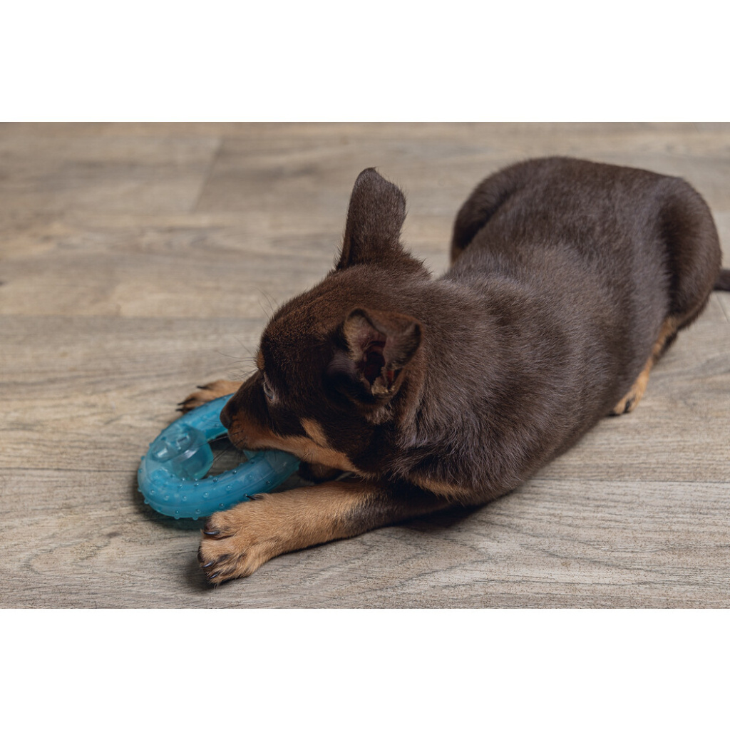 Beeztees Lou Tpr Diş Kaşıma Yavru Köpek Oyuncağı 10x10x2,3cm (Mavi)