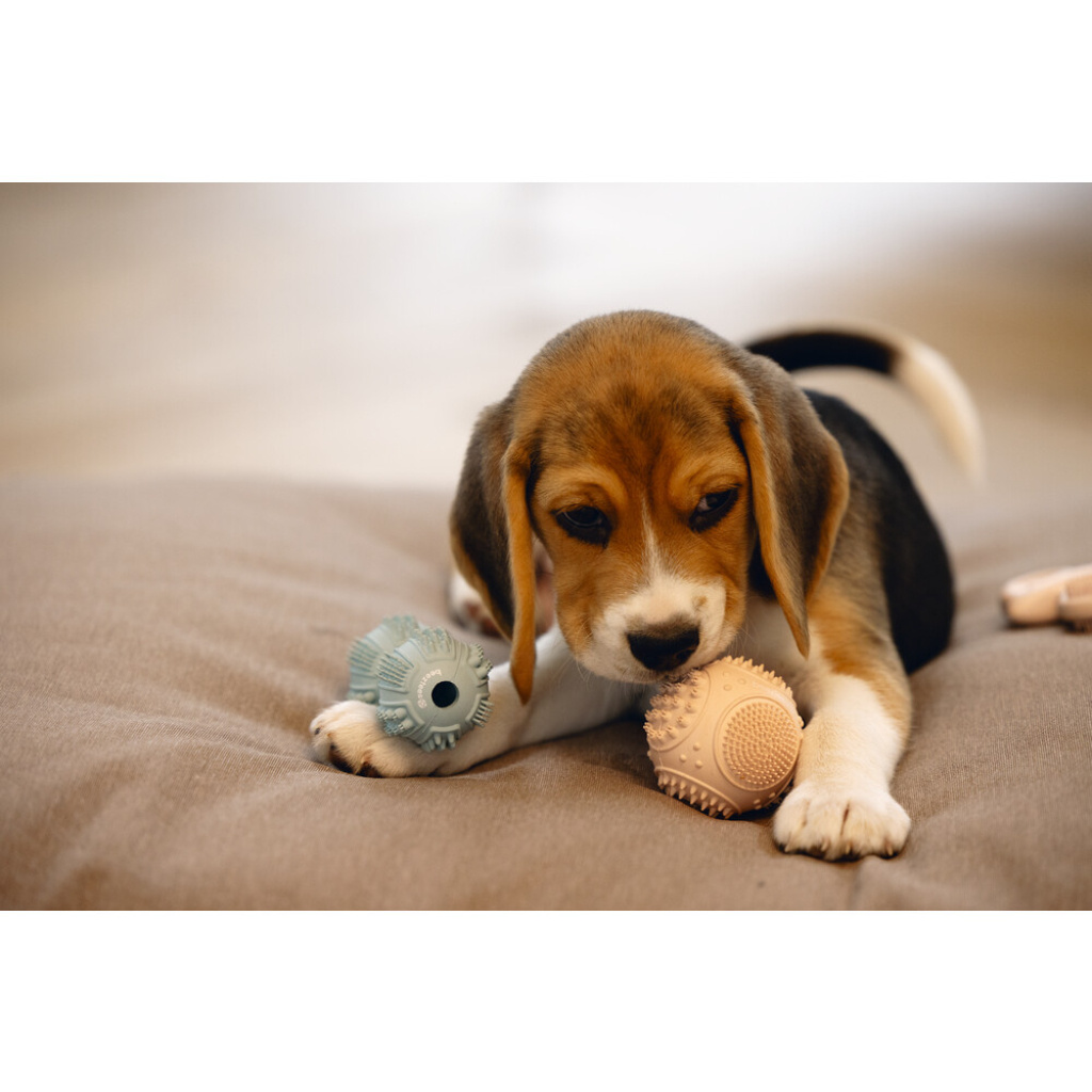 Beeztees Kauçuk Diş Kaşıma Topu Yavru Köpek Oyuncağı 5cm (Pembe)