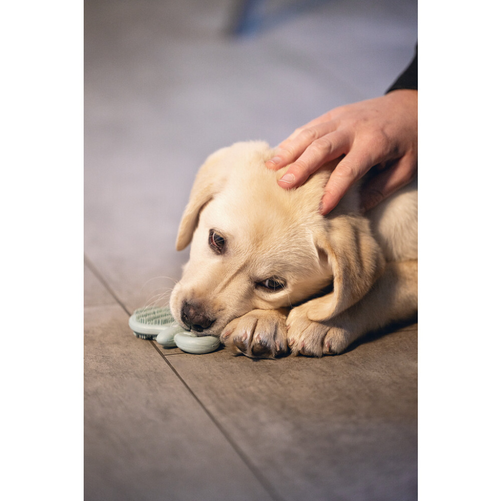 Beeztees Kauçuk Diş Kaşıma Yavru Köpek Oyuncağı 9,5x5,5x2cm (Yeşil)