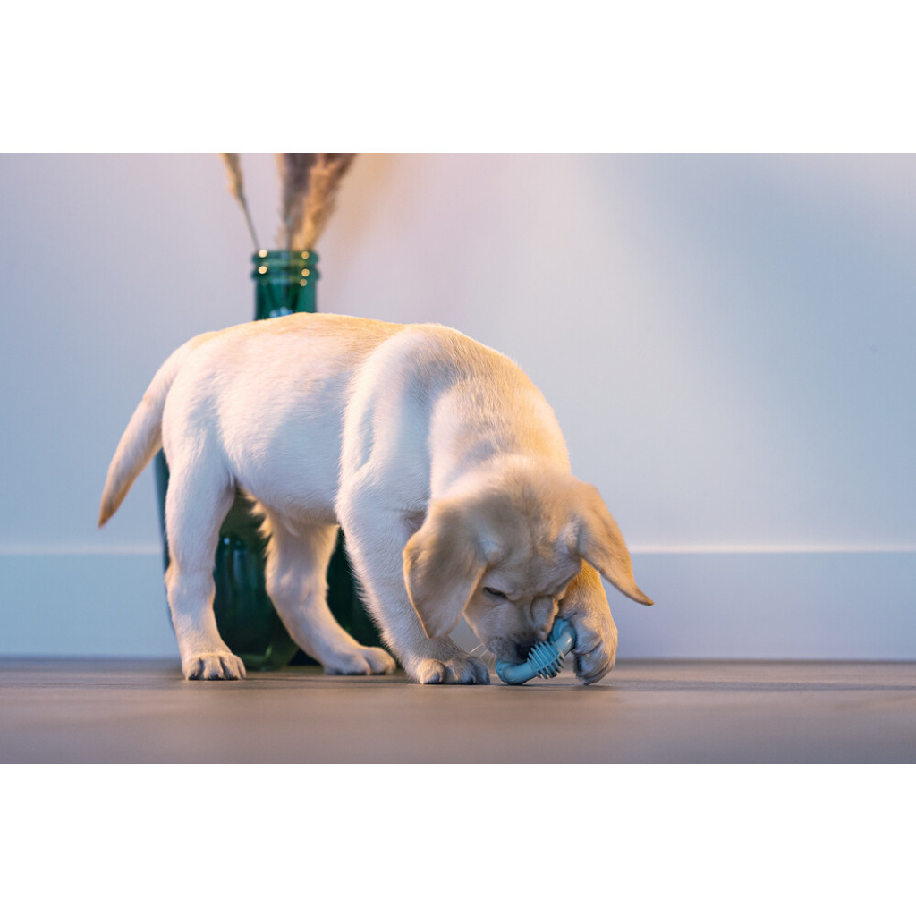 Beeztees Vanilya Kokulu Kauçuk Halka Yavru Köpek Diş Oyuncağı 8cm (Yeşil)