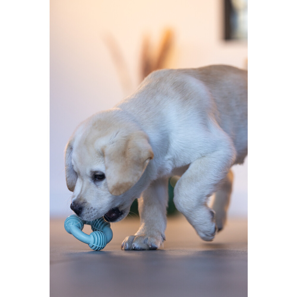 Beeztees Vanilya Kokulu Kauçuk Halka Yavru Köpek Diş Oyuncağı 8cm (Yeşil)