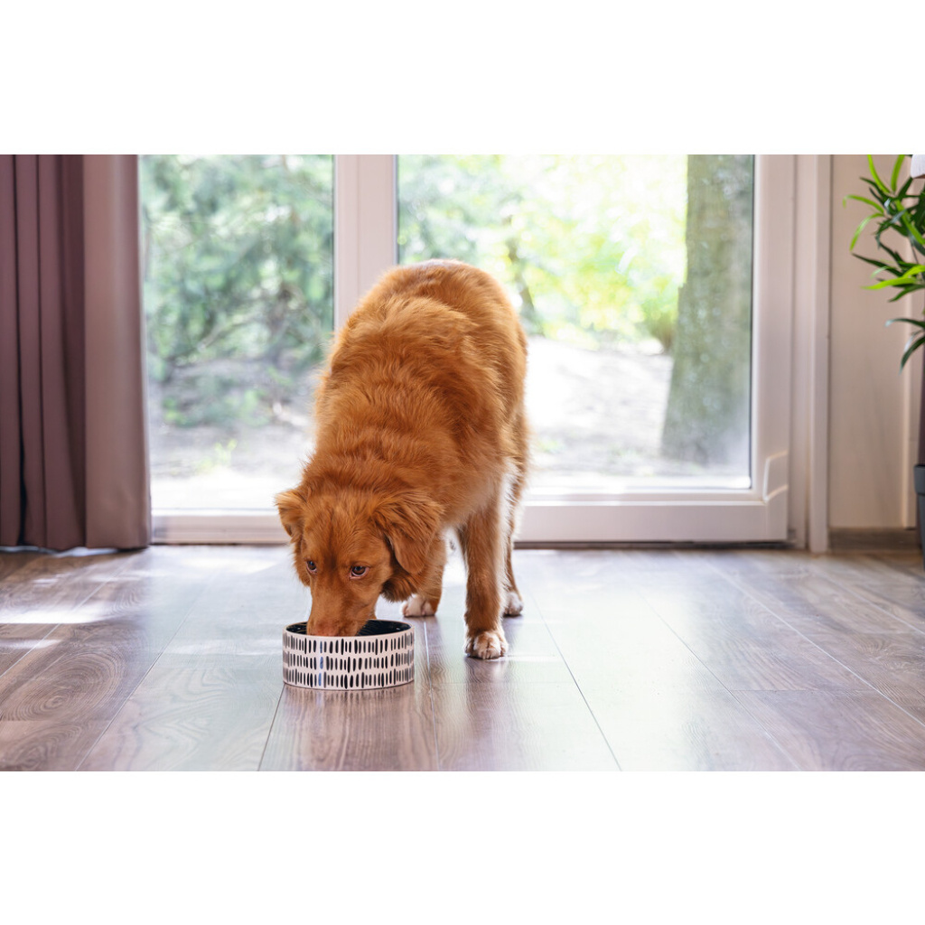 Beeztees Jade Seramik Köpek Mama Su Kabı 1200ml (Yeşil)