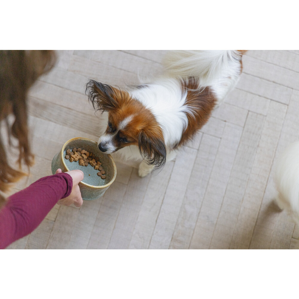 Beeztees Dbl Jace Seramik Köpek Mama ve Su Kabı 500ml (Yeşil)