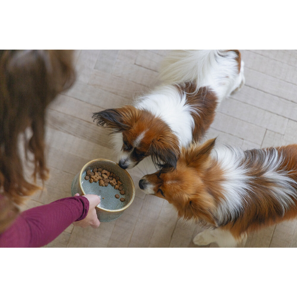 Beeztees Dbl Jace Seramik Köpek Mama ve Su Kabı 500ml (Yeşil)