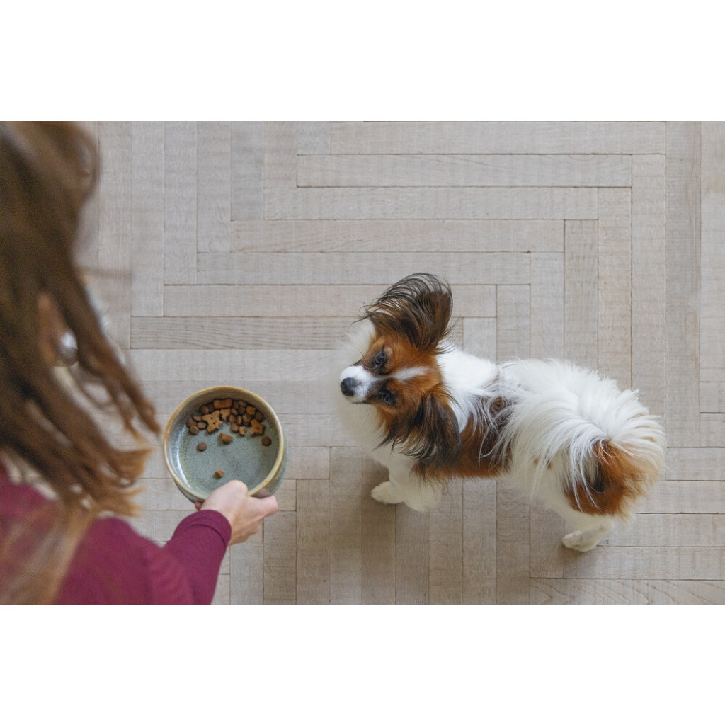 Beeztees Dbl Jace Seramik Köpek Mama ve Su Kabı 500ml (Yeşil)