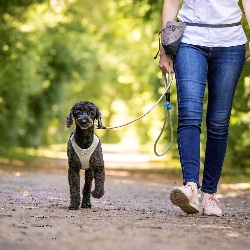 Curli Stretch Comfort Köpek Gezdirme Kayışı 1,8m (Koyu Yeşil) [L]