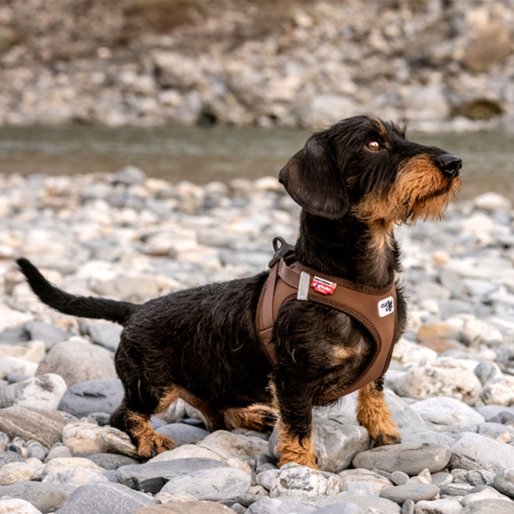 Curli Vest Harness Köpek Göğüs Tasması 26x30cm (Kahverengi) [XXXS]