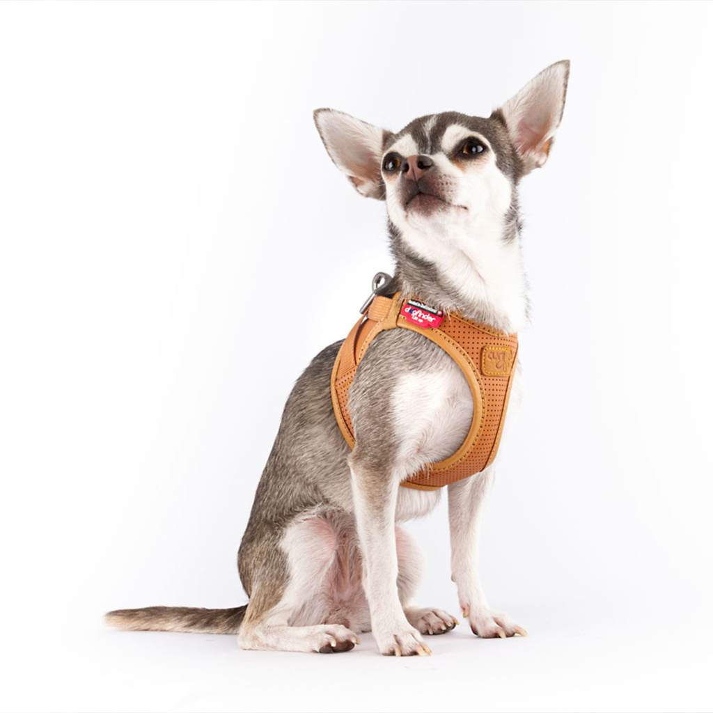 Curli Apple Leather Harness Brown Köpek Göğüs Tasması 43,4x49cm (M) (Kahverengi)