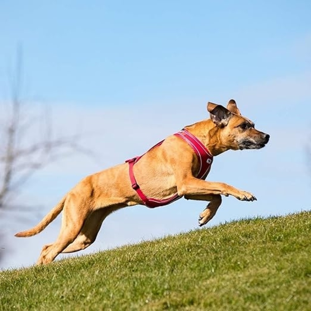 Curli Belka Comfort Harness Köpek Göğüs Tasması 58x62cm (Kahverengi) [XS]