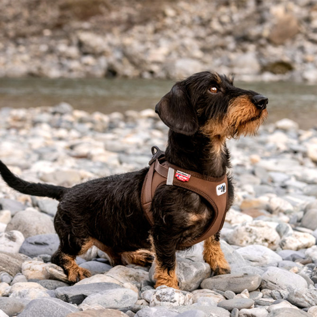 Curli Vest Harness Cord Köpek Tasması 30,2x33,8cm (Kahverengi) [2XS]
