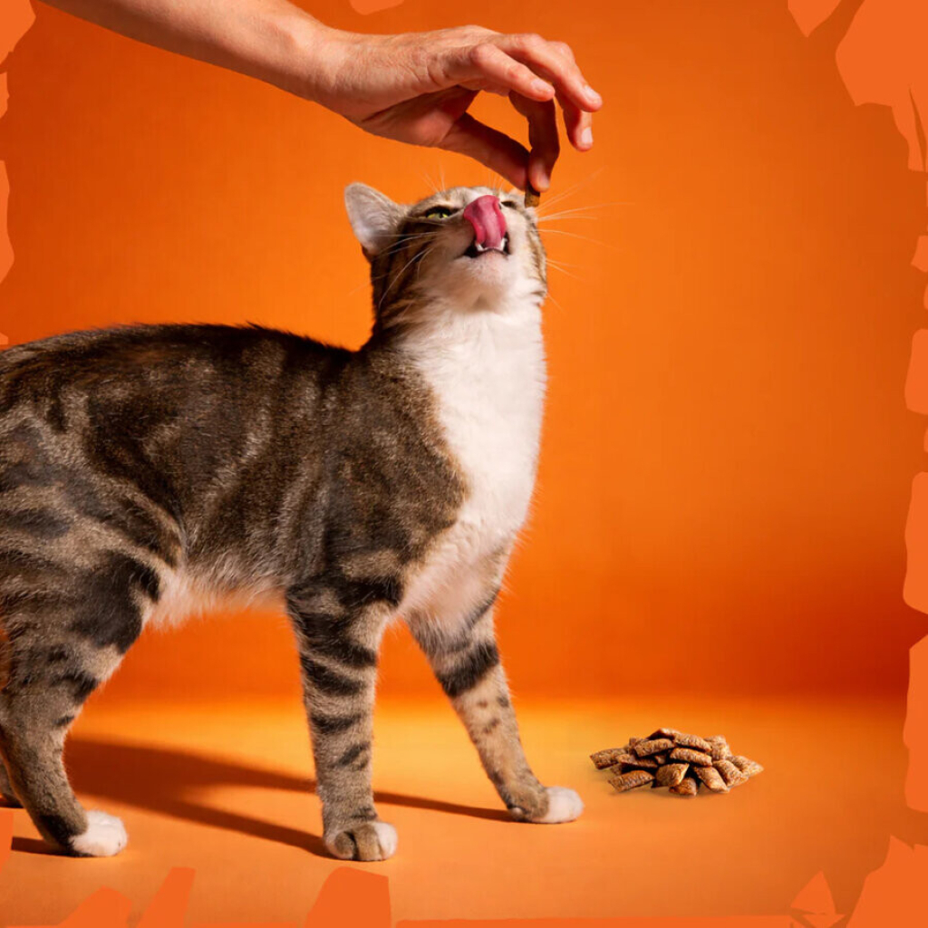 Felicia Beauty Crunch Tavuklu ve Somonlu Kedi Ödül Maması 100gr