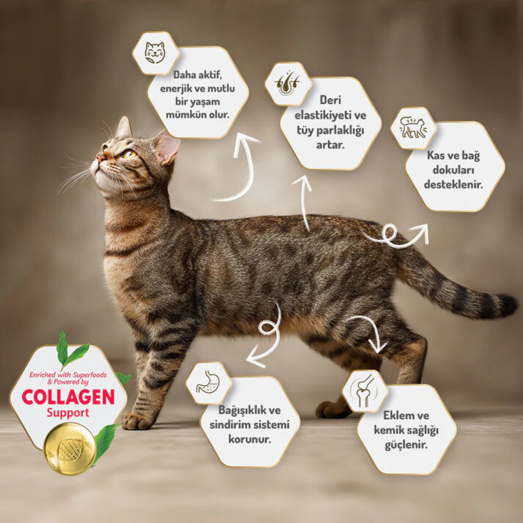 Felicia Hipoalerjenik Kolejen Destekli Somonlu Kısırlaştırılmış Kedi Maması 5kg