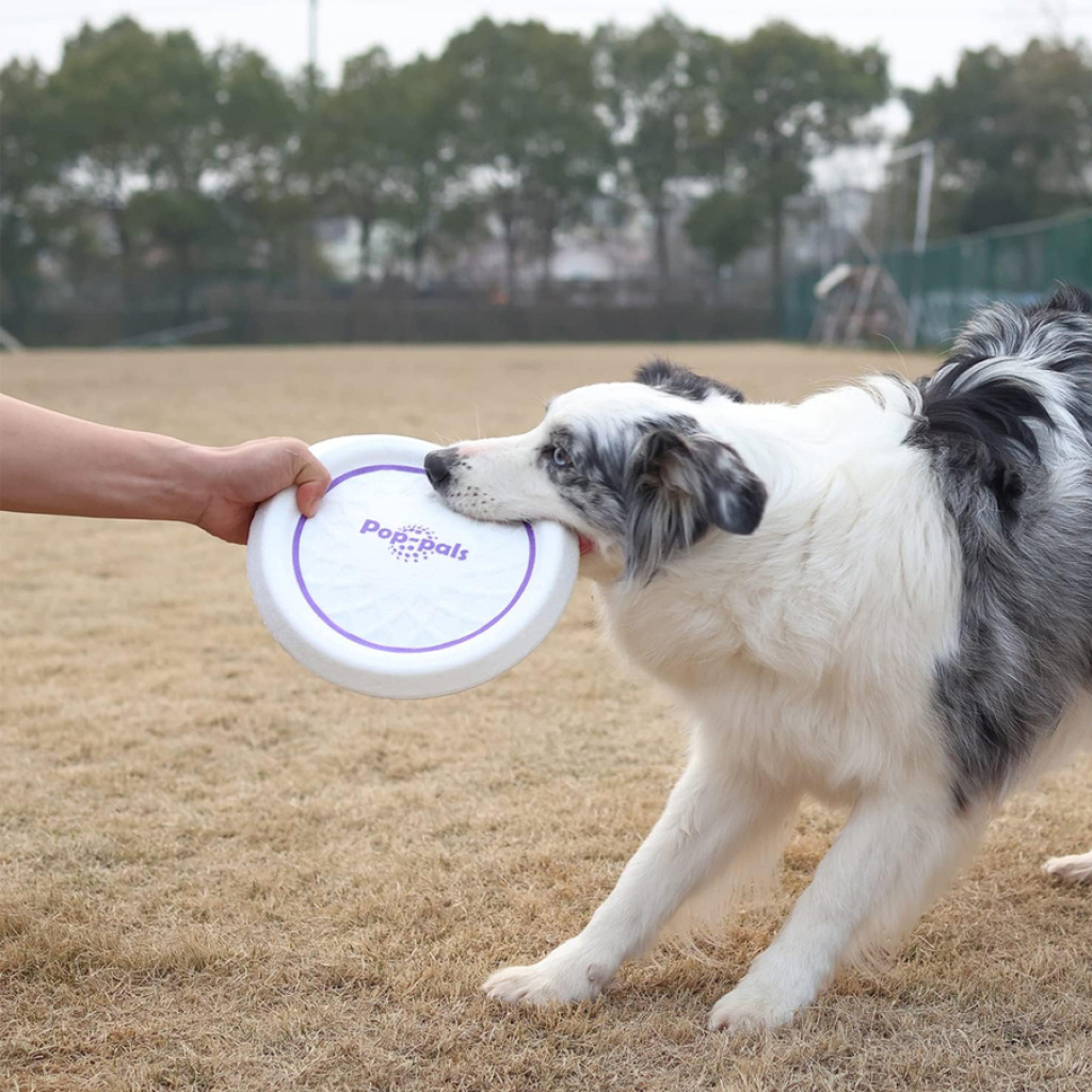 GiGwi Frizbi Köpek Oyuncağı 23cm [M]