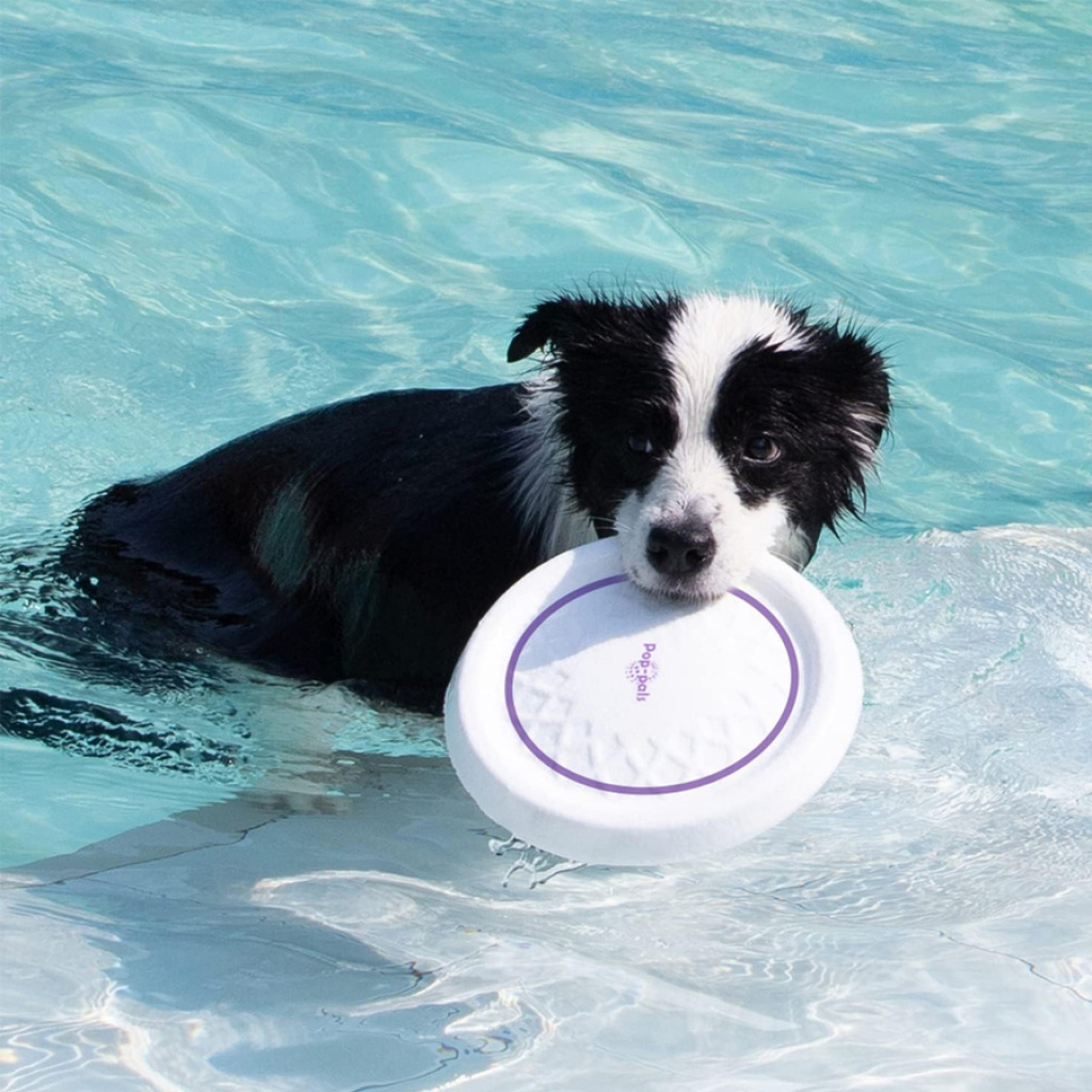 GiGwi Frizbi Köpek Oyuncağı [S]