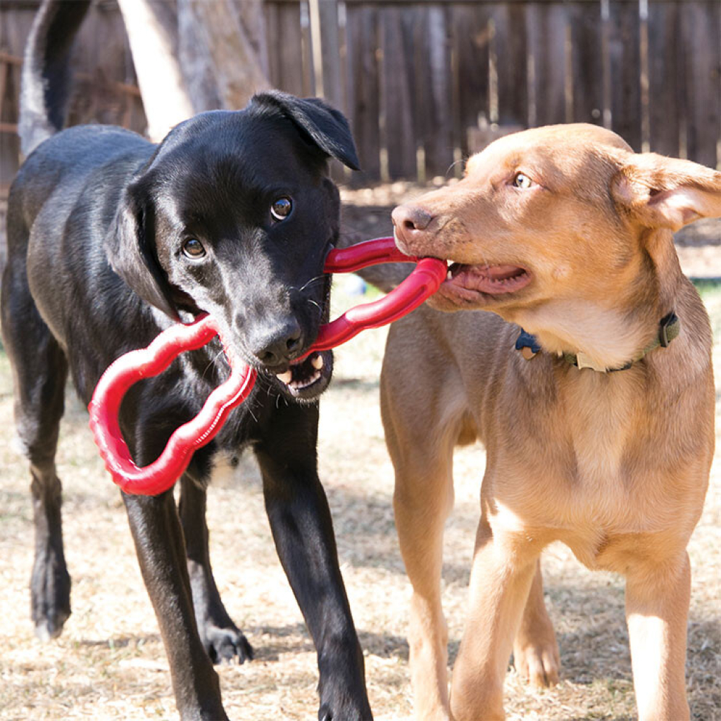 Kong Tug Çekiştirme Köpek Oyuncağı 33cm [M]