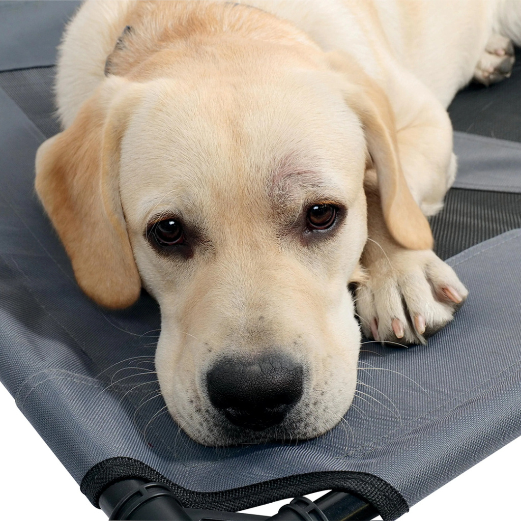 M-Pets Elevated Köpek Yatağı 92x76x18cm [L]