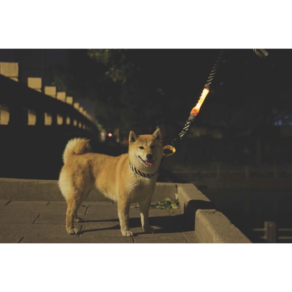 M-Pets Flash Led Köpek Kayış Bandı 3,7x18,5cm (Turuncu)
