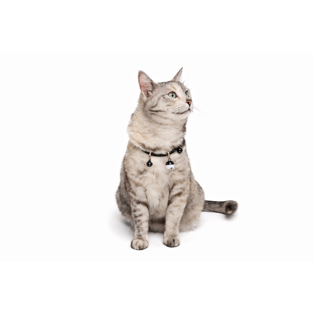 M-Pets Pixie Kedi Boyun Zilli Tasması 0,6cmx30cm (Siyah)