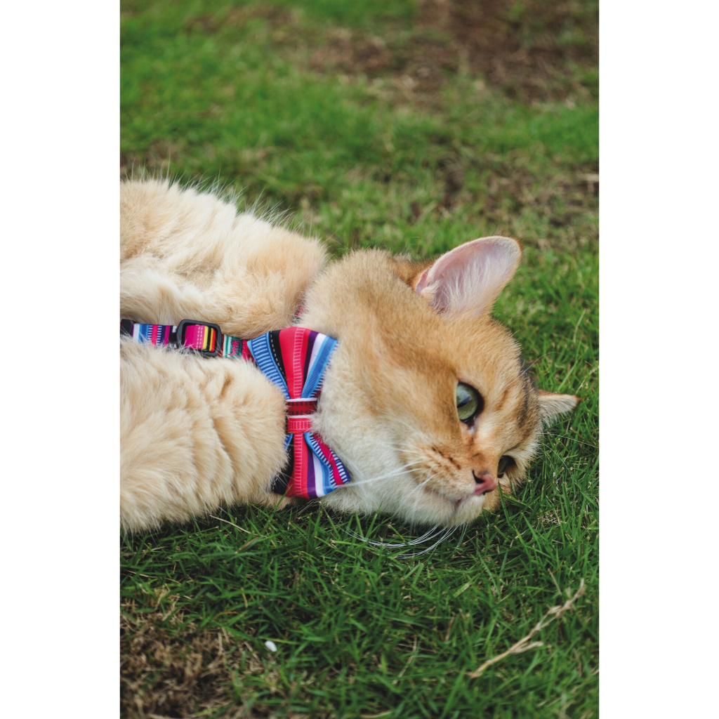 M-Pets Urban Style Kedi ve Köpekler için Papyon [XS - S]