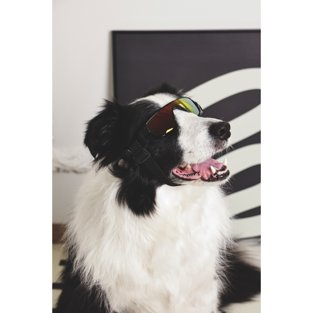 M-Pets Sunny Sunbather Köpek Gözlüğü 15,2x4,9cm (Siyah)