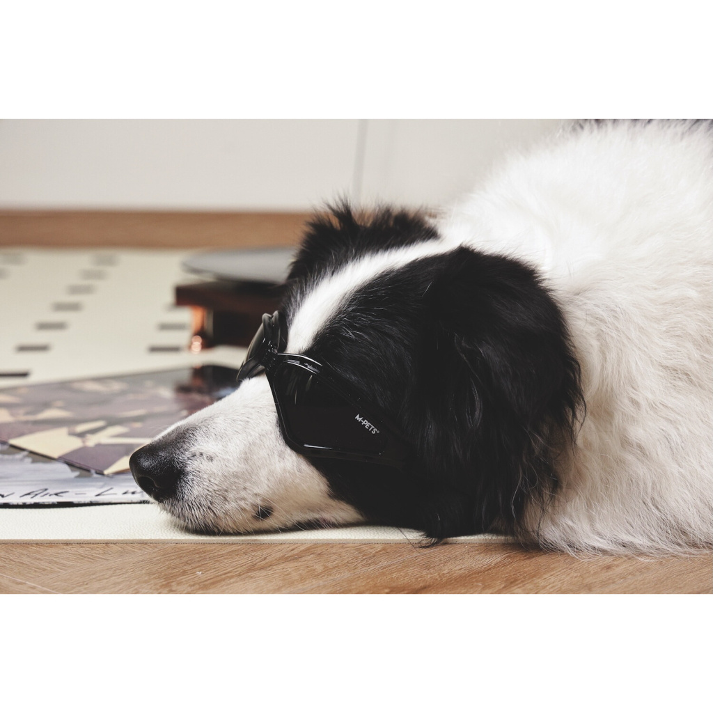 M-Pets Sunny Trailblazer Köpek Gözlüğü 15,7x7,5cm (Siyah)