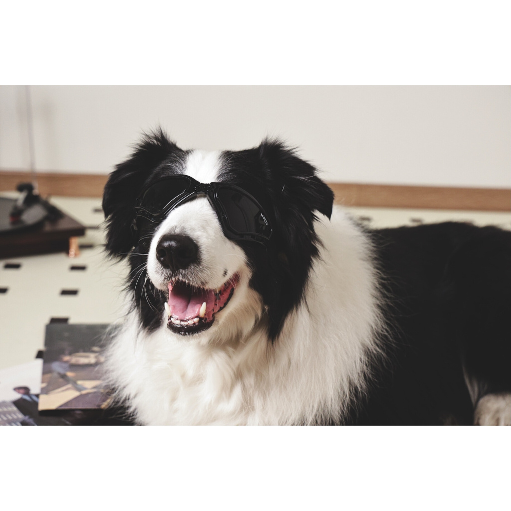 M-Pets Sunny Trailblazer Köpek Gözlüğü 15,7x7,5cm (Siyah)