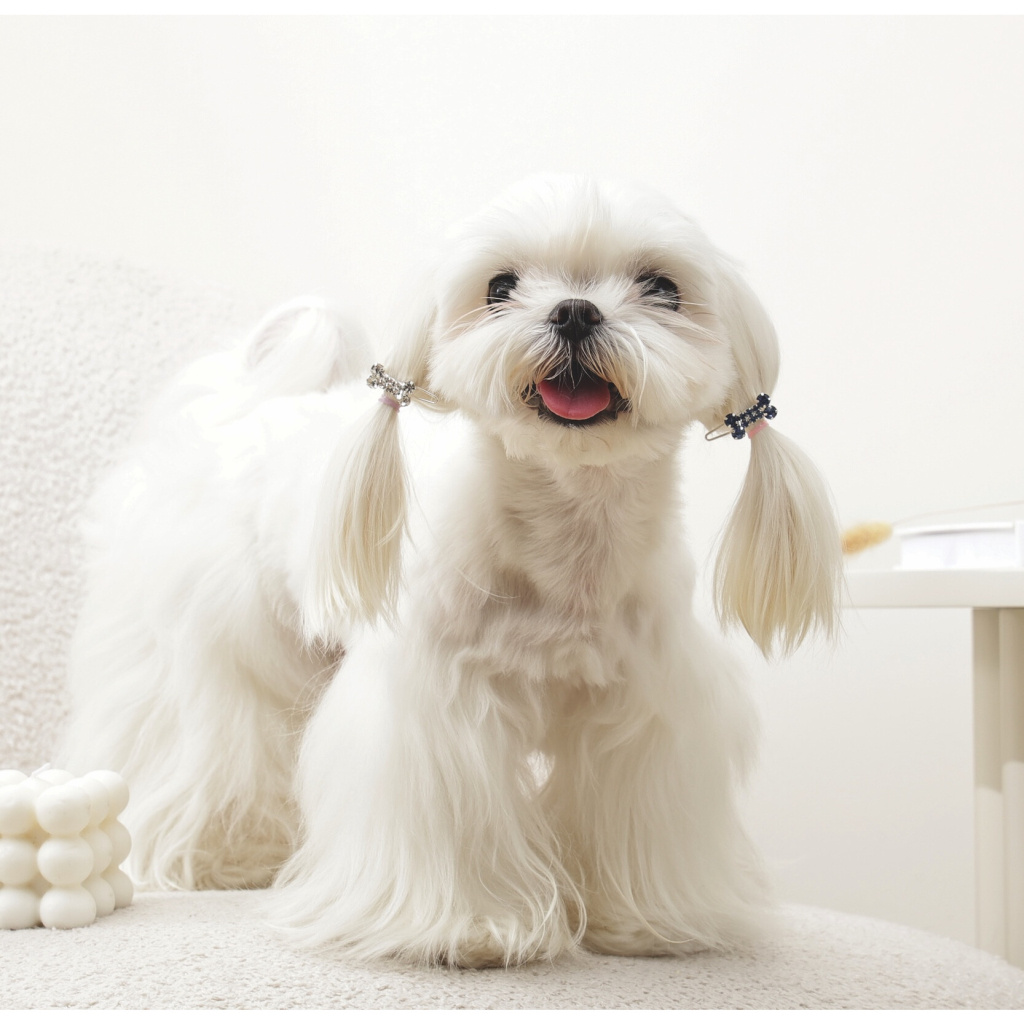 M-Pets Glam Kemikli Kedi ve Köpekler için Toka (Mavi - Beyaz)