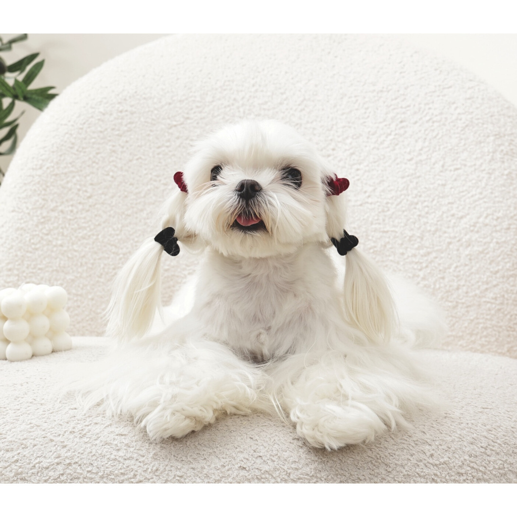 M-Pets Glam Kalpli Kedi ve Köpekler için Toka (Siyah - Kırmızı)