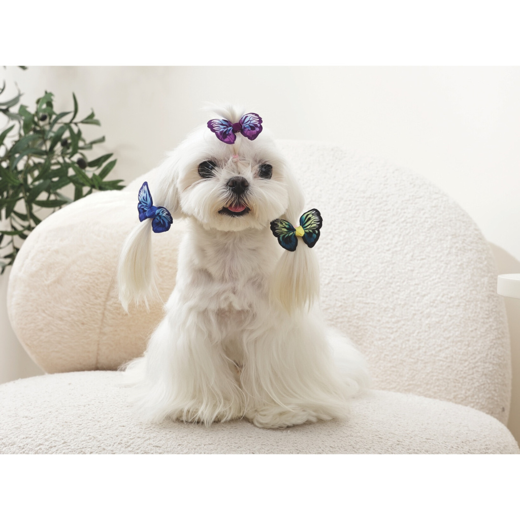 M-Pets Glam Kelebekli Kedi ve Köpekler için Aksesuar Toka (Karışık Renkli)