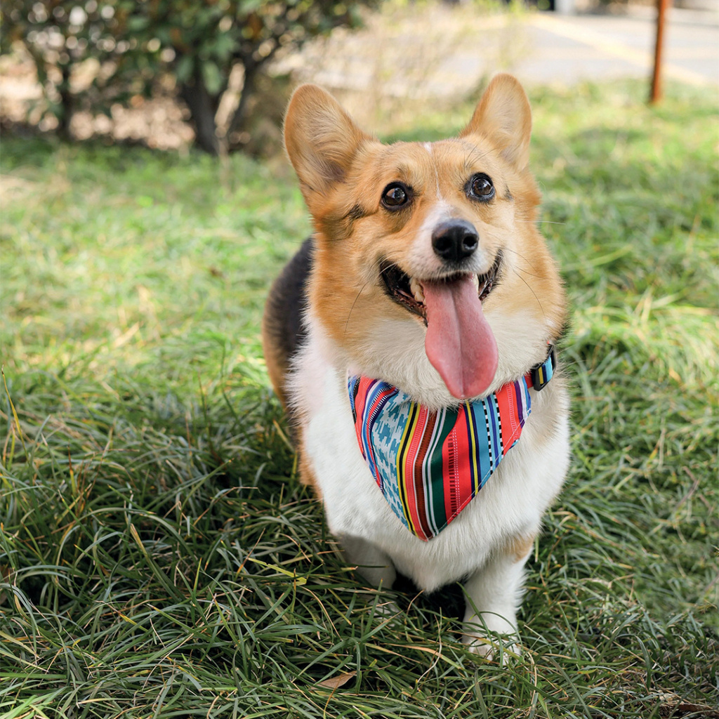 M-Pets Urban Style Jazz Bandana Boyun Tasması 15-25cm [XS]