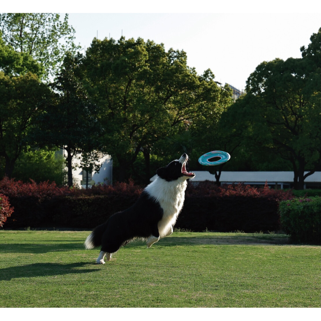 M-Pets Sprintpuff Frisbee Köpek Oyuncağı 24cm (Yeşil)