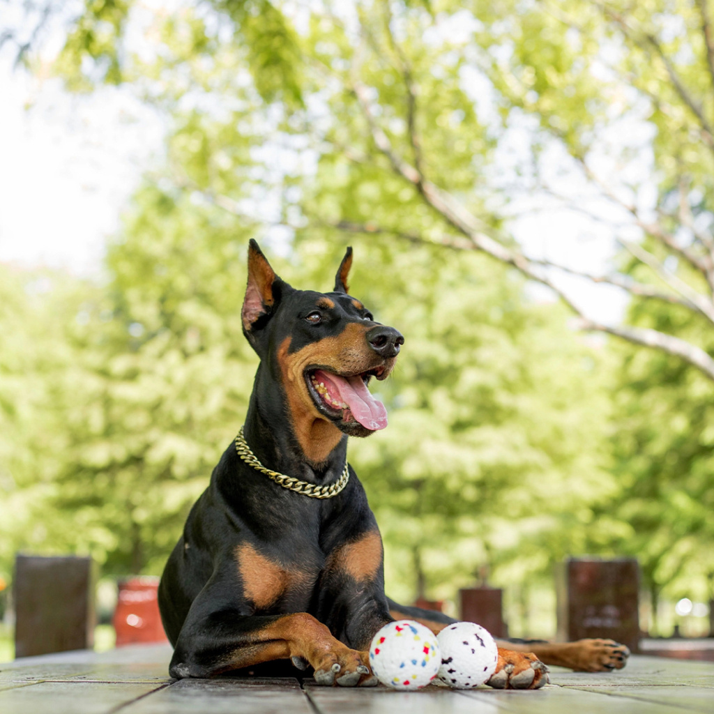 M-Pets Bloom Ball Parçalanmaz Top Köpek Oyuncağı 7cm (Beyaz)