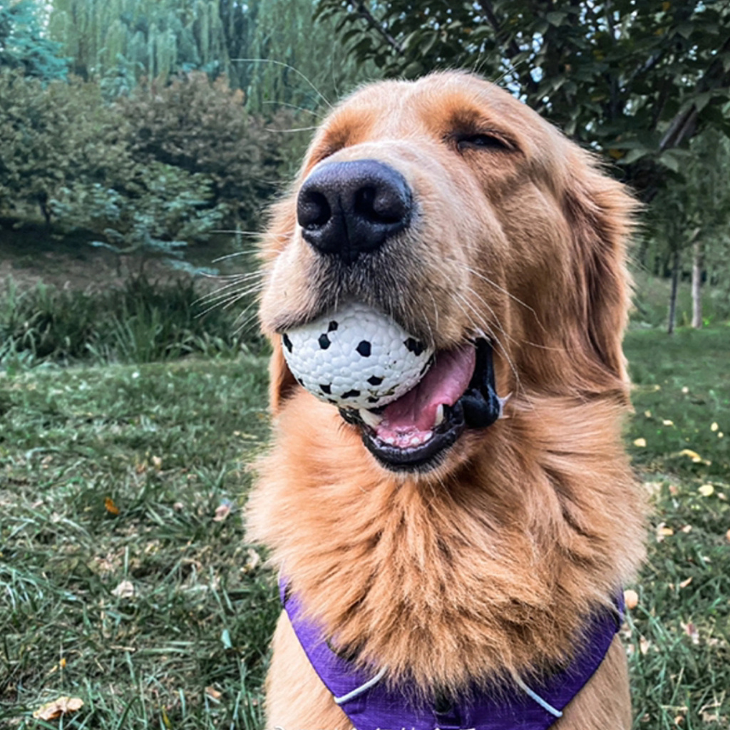 M-Pets Bloom Ball Parçalanmaz Top Köpek Oyuncağı 7cm (Beyaz)