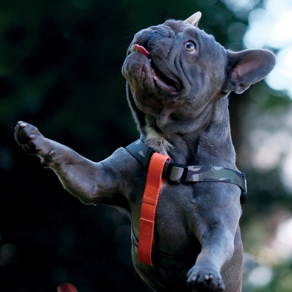 M-Pets Wild Jungle Harness Köpek Göğüs Tasması 34-50cm [S]