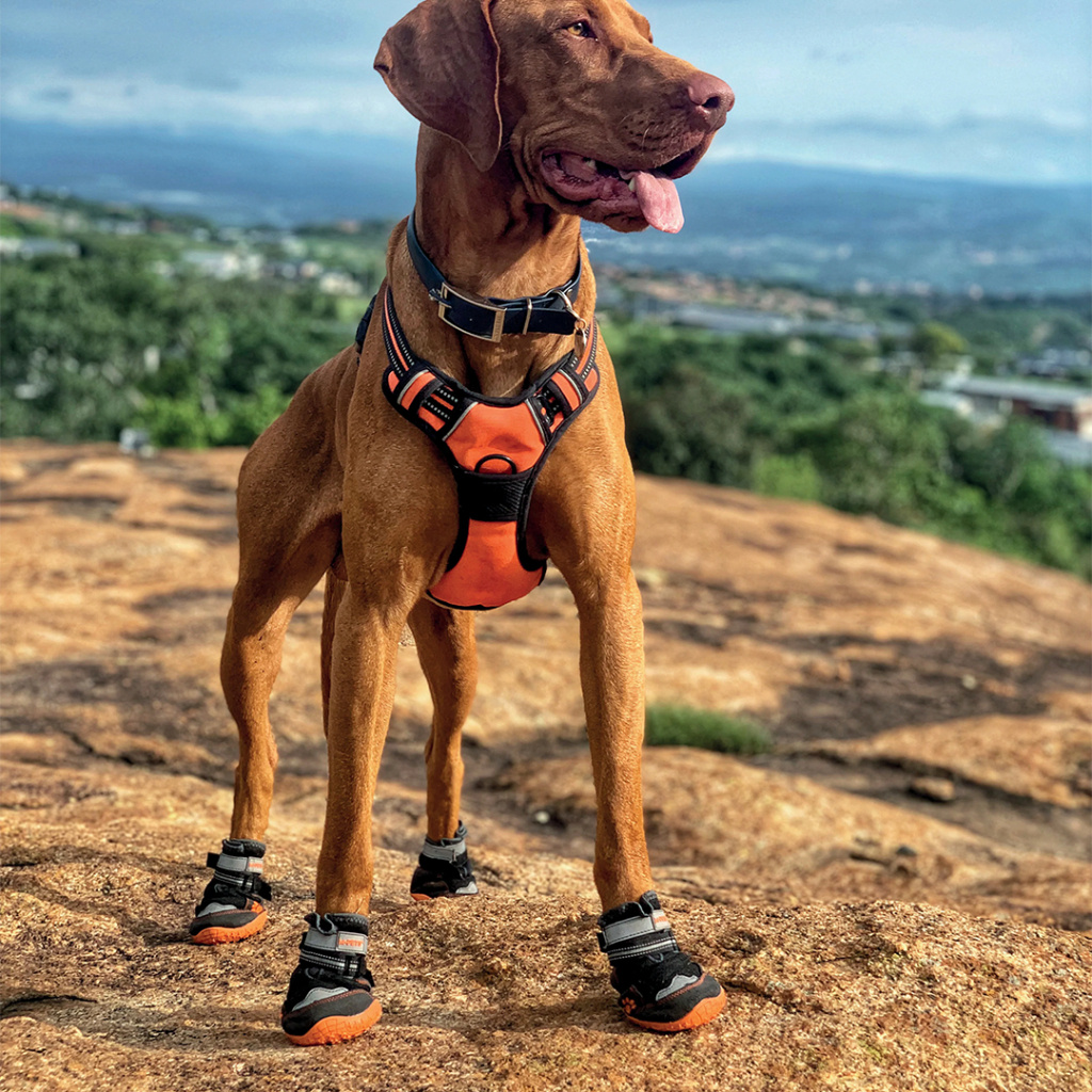 M-Pets Hiking Köpek Ayakkabısı 4x5,3cm [XS]
