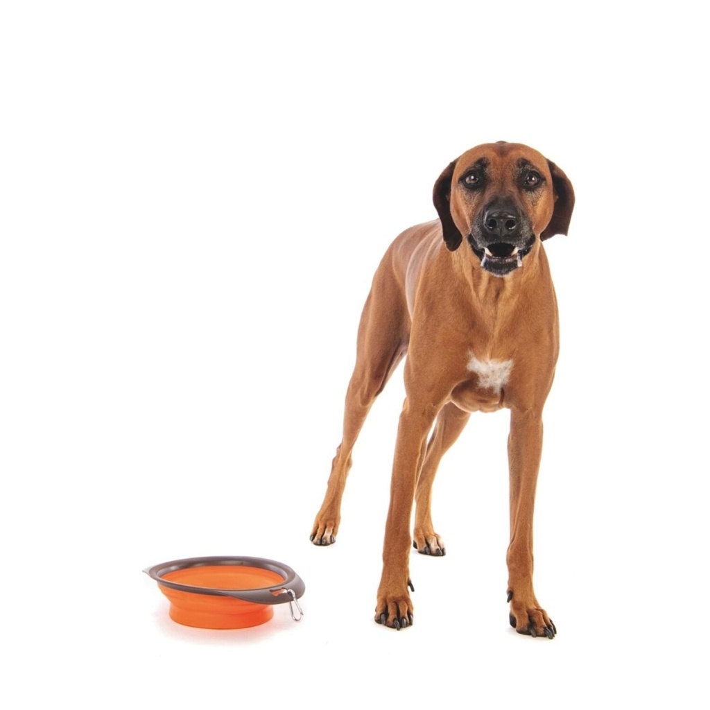 M-Pets Köpekler için Plastik Katlanabilir Mama ve Su Kabı 1230ml (Turuncu) [L]