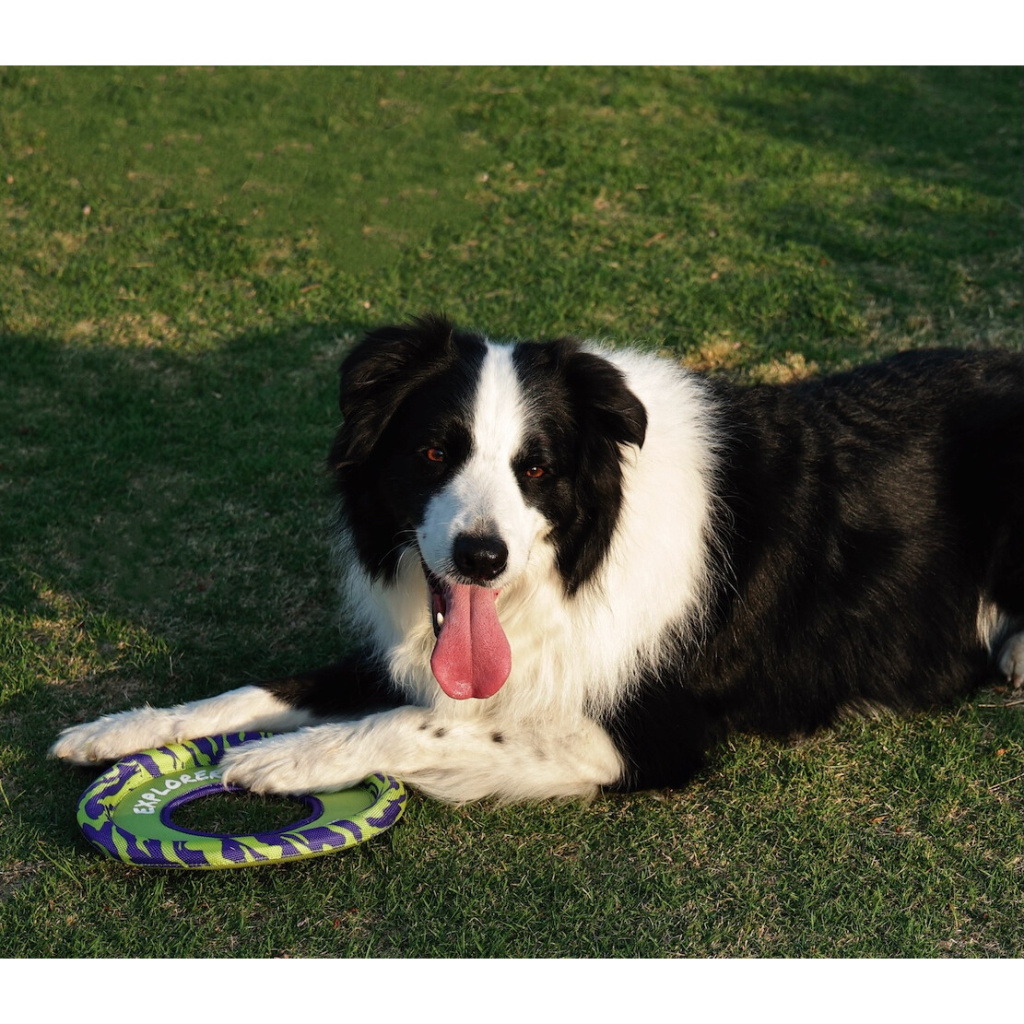 M-Pets Sprintpuff Frisbee Köpek Oyuncağı 24cm (Mor-Yeşil)