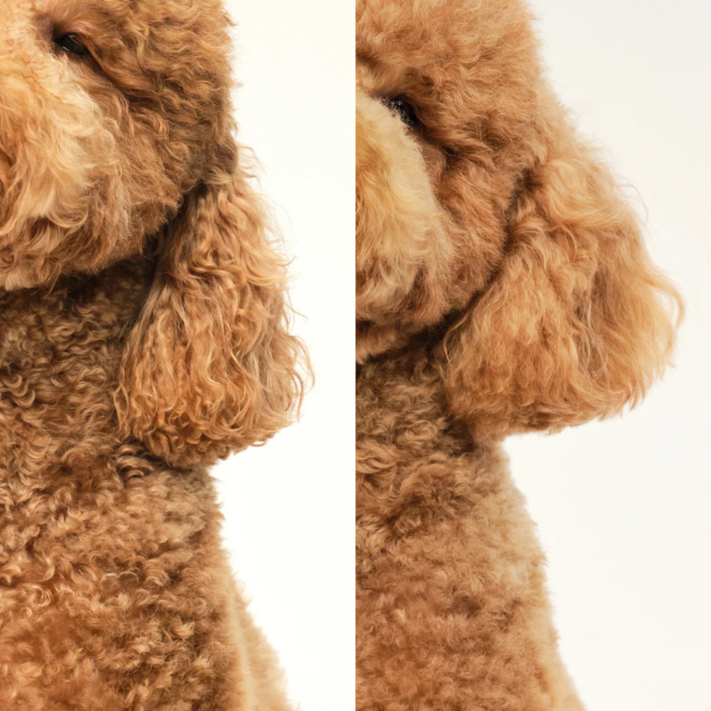 PET TEEZER Detangling Dolaşık Açıcı Büyük Irk Köpek Bakım Fırçası 14,7x6,4cm (Sarı)