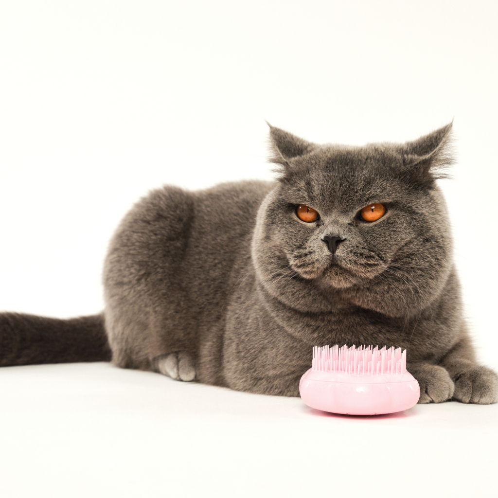 PET TEEZER Cat Grooming Brush Kedi Bakım Fırçası (Pembe)