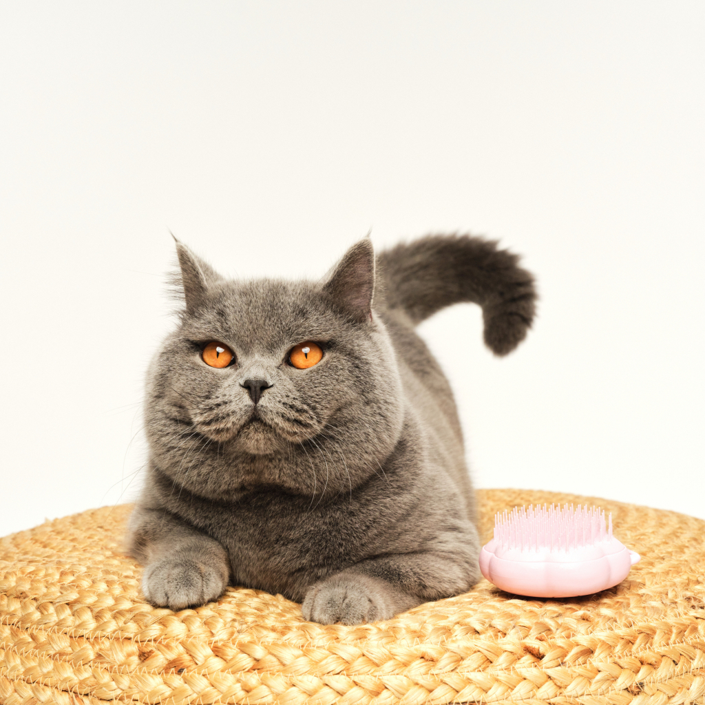 PET TEEZER Cat Grooming Brush Kedi Bakım Fırçası (Pembe)