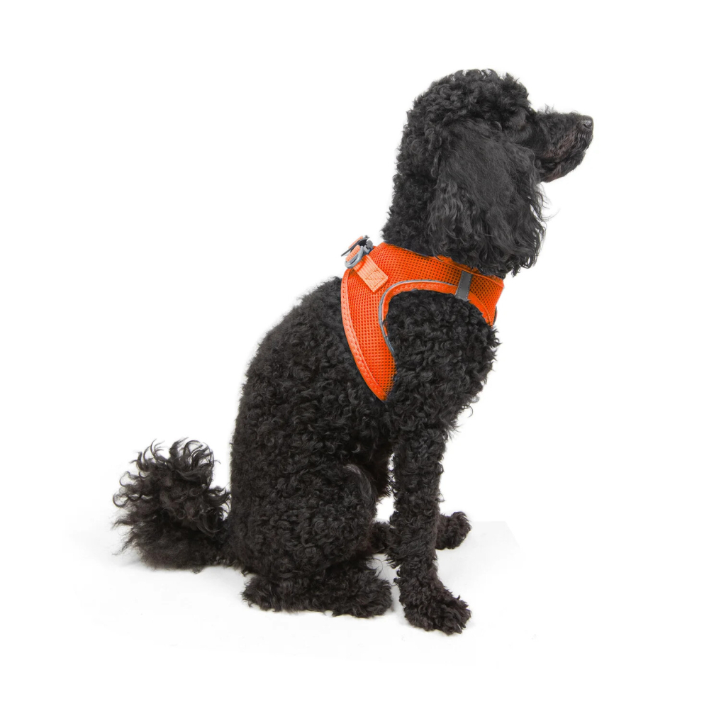 Tailpetz Air-Mesh Küçük Irk Köpek Göğüs Tasması 32-36cm (Neon Turuncu) [XS]