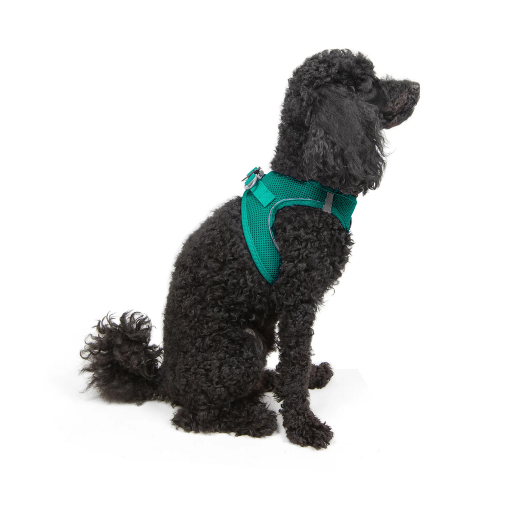 Tailpetz Air-Mesh Küçük Irk Köpek Göğüs Tasması 32-36cm (Zümrüt Yeşili) [XS]