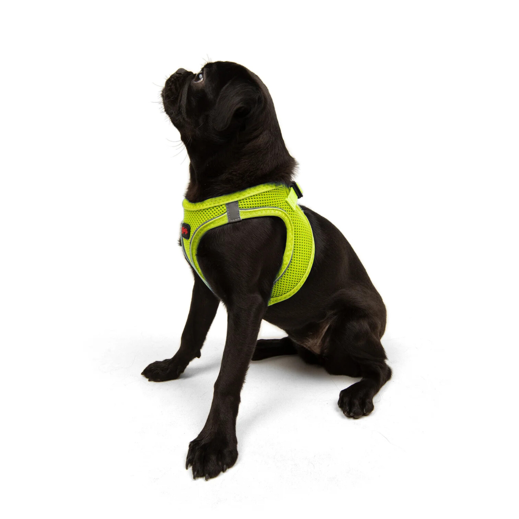 Tailpetz Air-Mesh Küçük Irk Köpek Göğüs Tasması 44-48cm (Neon Sarı) [M]