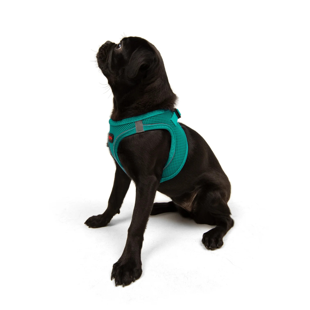 Tailpetz Air-Mesh Küçük Irk Köpek Göğüs Tasması 44-48cm (Zümrüt Yeşili) [M]