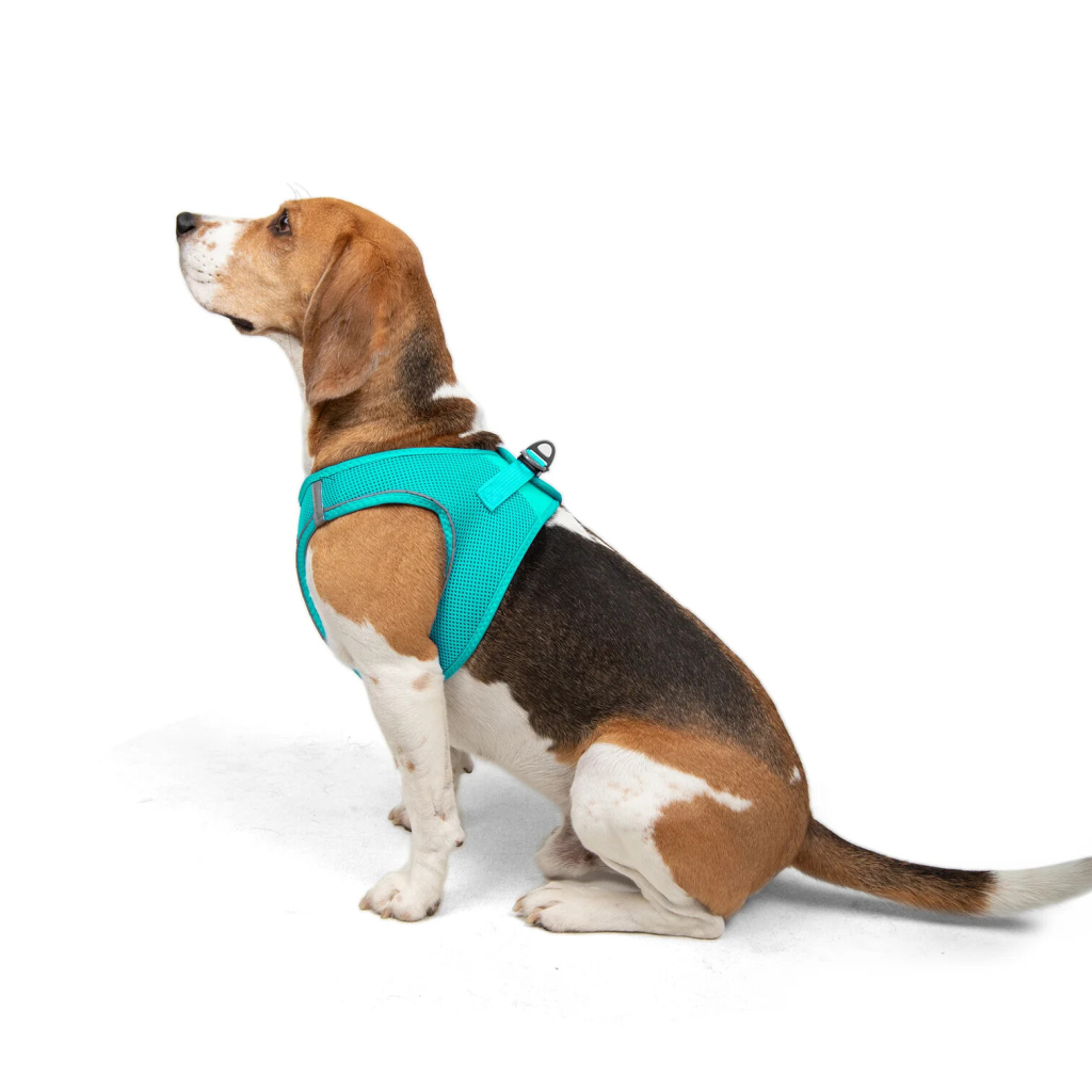 Tailpetz Air-Mesh Küçük Irk Köpek Göğüs Tasması 48-54cm (Turkuaz) [L]