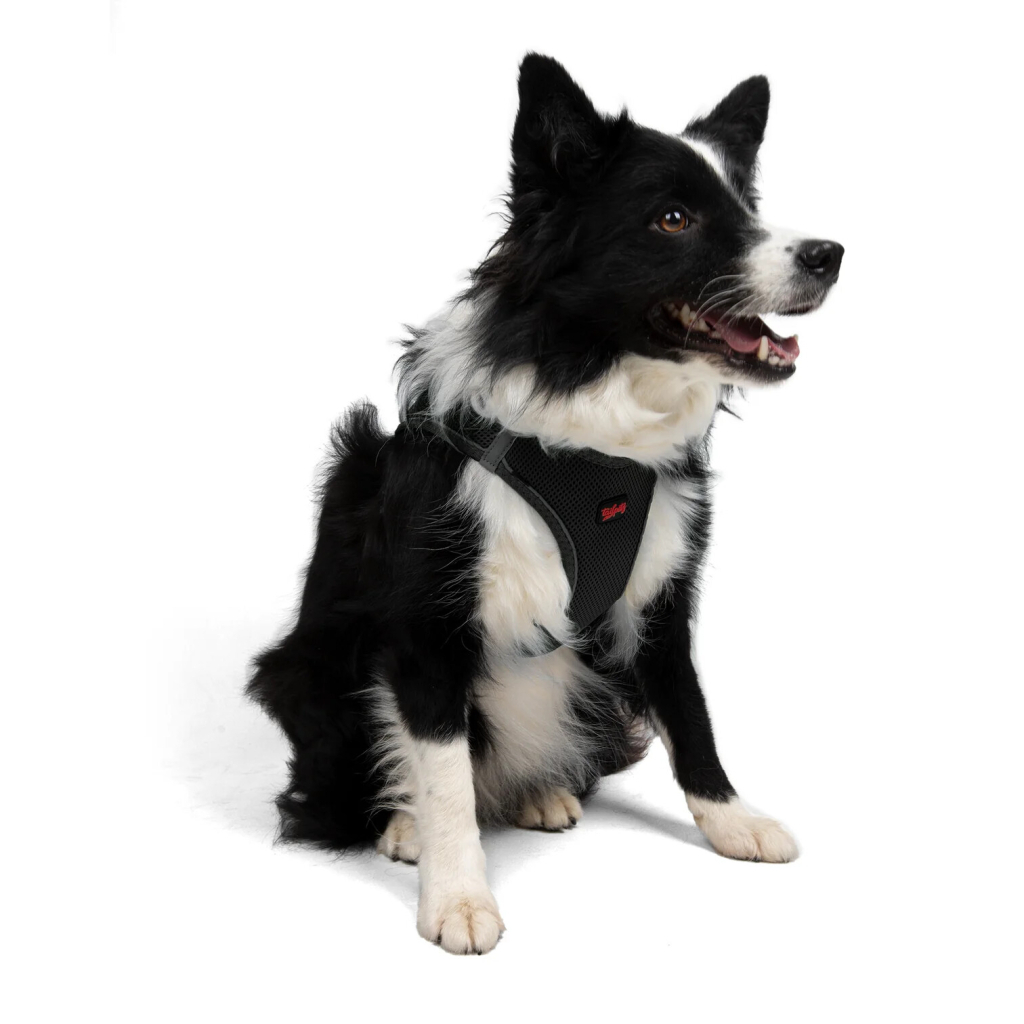 Tailpetz Air-Mesh Orta Irk Köpek Göğüs Tasması 54-60cm (Siyah) [XL]